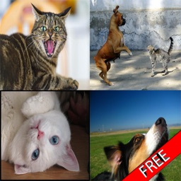 Cats & Dogs Sound Effects Free