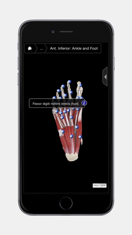 Muscle System Pro III - iPhone Edition screenshot-3