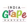 India Grape Harvest