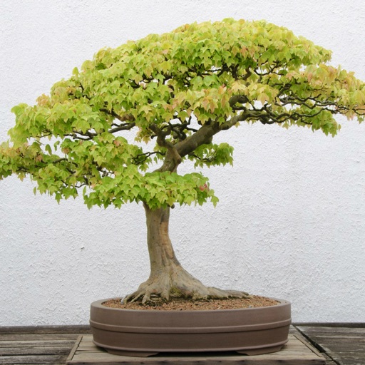 Bonsai Tree - Growing and Caring For Bonsai Trees