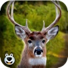 Deer Hunting in Forest – Play Big Buck Shooting Safari Fun Game