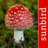 Pilze Sammeln, Bestimmen und Zubereiten - der Pilzführer für Wald und Natur apk