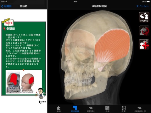 DS ANATOMY HEAD & NECK MUSCULOSKELETAL SYSTEM Lite screenshot 2