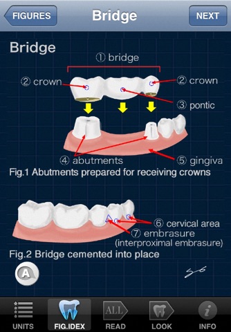 DentalEnglish screenshot 2