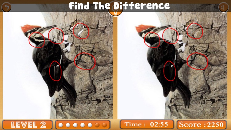 Birds Spot The Differences