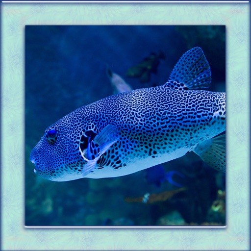 Puffer Fish Simulator 3D Icon