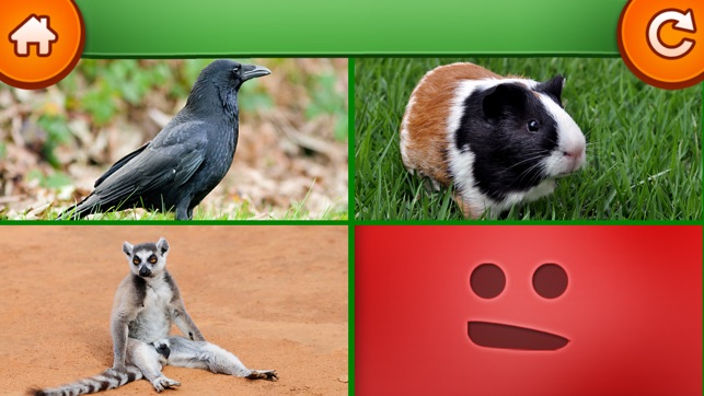 Learn about animals(圖5)-速報App