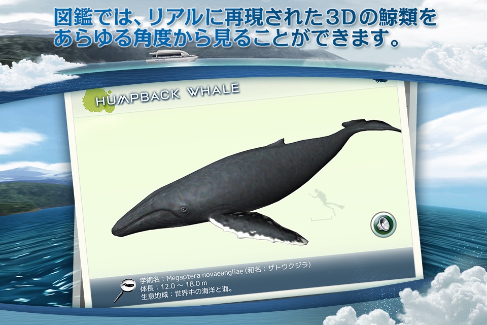 REAL WHALES  Find the cetacean. screenshot 4
