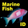 Marine Fish ID Great Barrier Reef