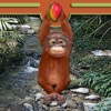 Orangutan of the Jungle