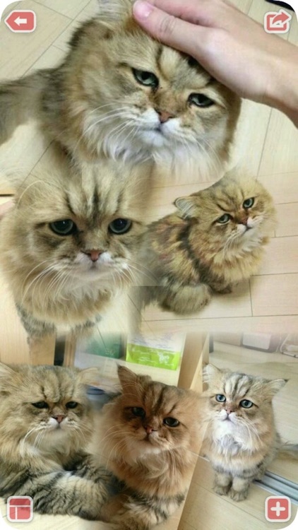 Lens Collage Pro : Clone Photo Video Editor - Fun Movie Maker for Facebook, Instagram screenshot-3