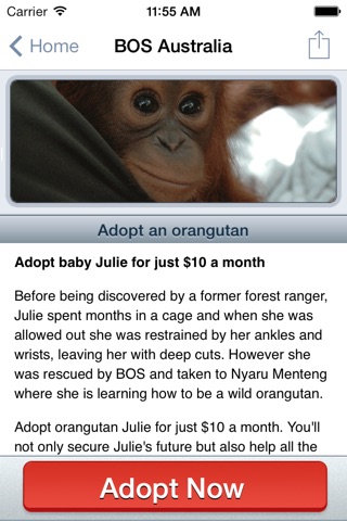 Borneo Orangutan Survival Australia screenshot 3