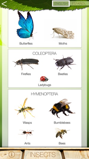 Common Insects