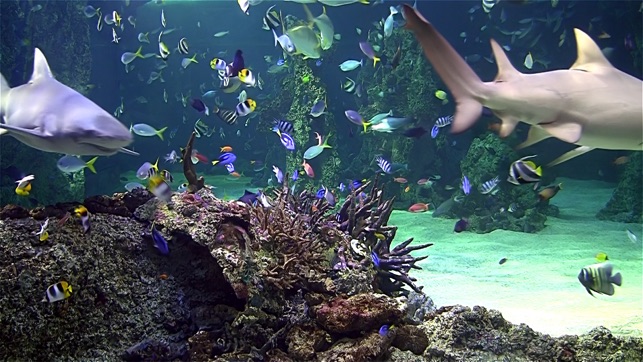 水族館高清電視動態桌布：包含珊瑚礁桌布及海洋的聲音，放鬆舒壓