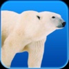 Polar Bear Windows