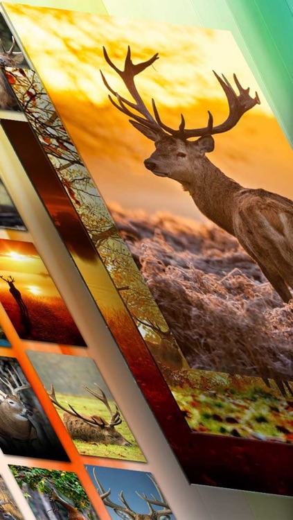 HD Deer Hunting Lock Screens & Wallpapers