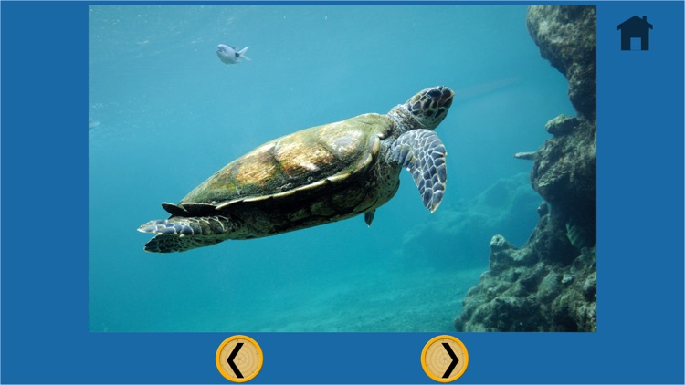 turtle pictures to win for kids - free screenshot-4