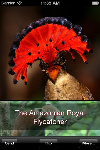 Earth's Strangest Animals You Didn't Know Existed (Lite) screenshot 2