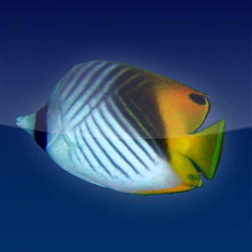 FischFinder – Wordwide Fish ID, Fish Guide and Reef Guide