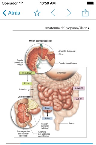 Miniatlas Gastroenterology screenshot 2