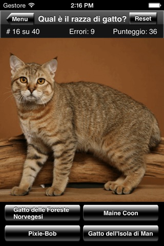 Cat Breed Quiz screenshot 4