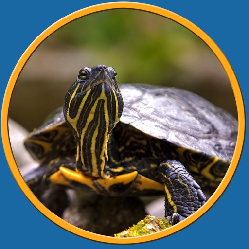 turtle pictures to win for kids - free icon