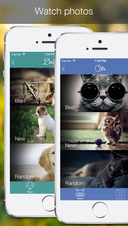 Cat Vs Dog - pet photos