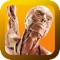 Under Your Skin: The Body Worlds App'