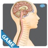 Nervous Anatomy Game