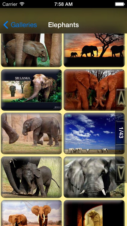 Animals Backgrounds and Wallpapers