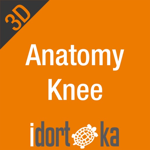 Anatomy Knee