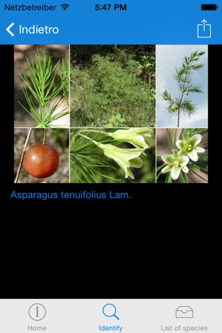 An interactive flora of the Southern Carnic Alps (Ampezzo-Sauris, NE Italy) screenshot 4