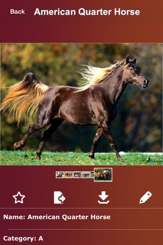 Horse Breeds Expert screenshot 2