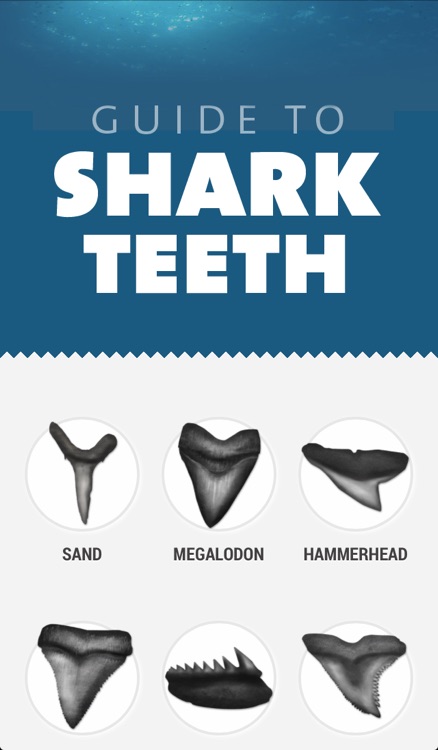 Shark Teeth