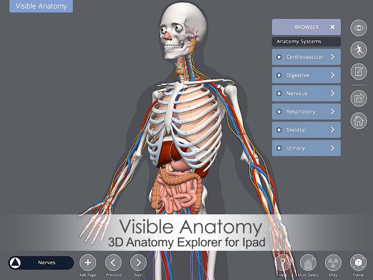 Visible Anatomy
