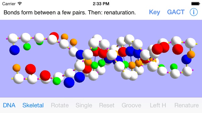 OnScreen DNA Model for iPhone(圖2)-速報App