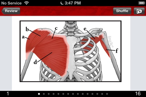 Anatomy & Kinesiology Flashcards screenshot 4