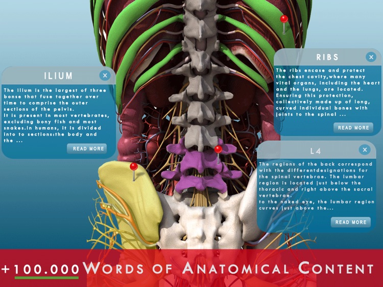 Anatomy and Physiology 3D - Anatomical Model of the Human Body