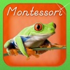 Montessori Approach to Zoology - The Animal Kingdom (Vertebrates)