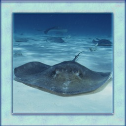 Stingray Simulator 3D