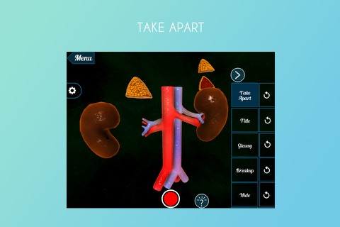 Adrenal Gland on Kidney 3D screenshot 2