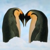 Penguins Premium Photos and Videos