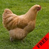 Chicken Video and Photo Galleries FREE