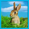 Real Wild Mountain Rabbit Sim