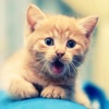 Kitten Sounds - High Quality Sound Effects From These Baby Cats