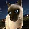 Running Cats - Survive The Free Kitty Cat Simulator PRO