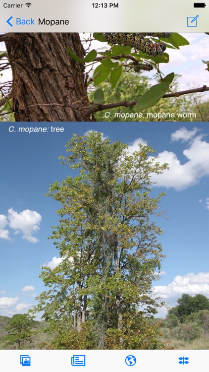 eTrees of Southern Africa