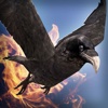 Birds Simulator 3D | Funny Sky Dragons Survival Game For Free