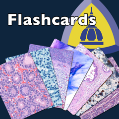 Johns Hopkins Flashcards