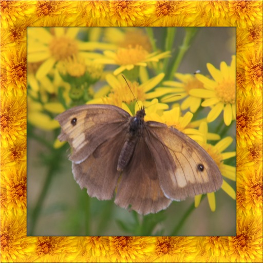 Moth Simulator Icon